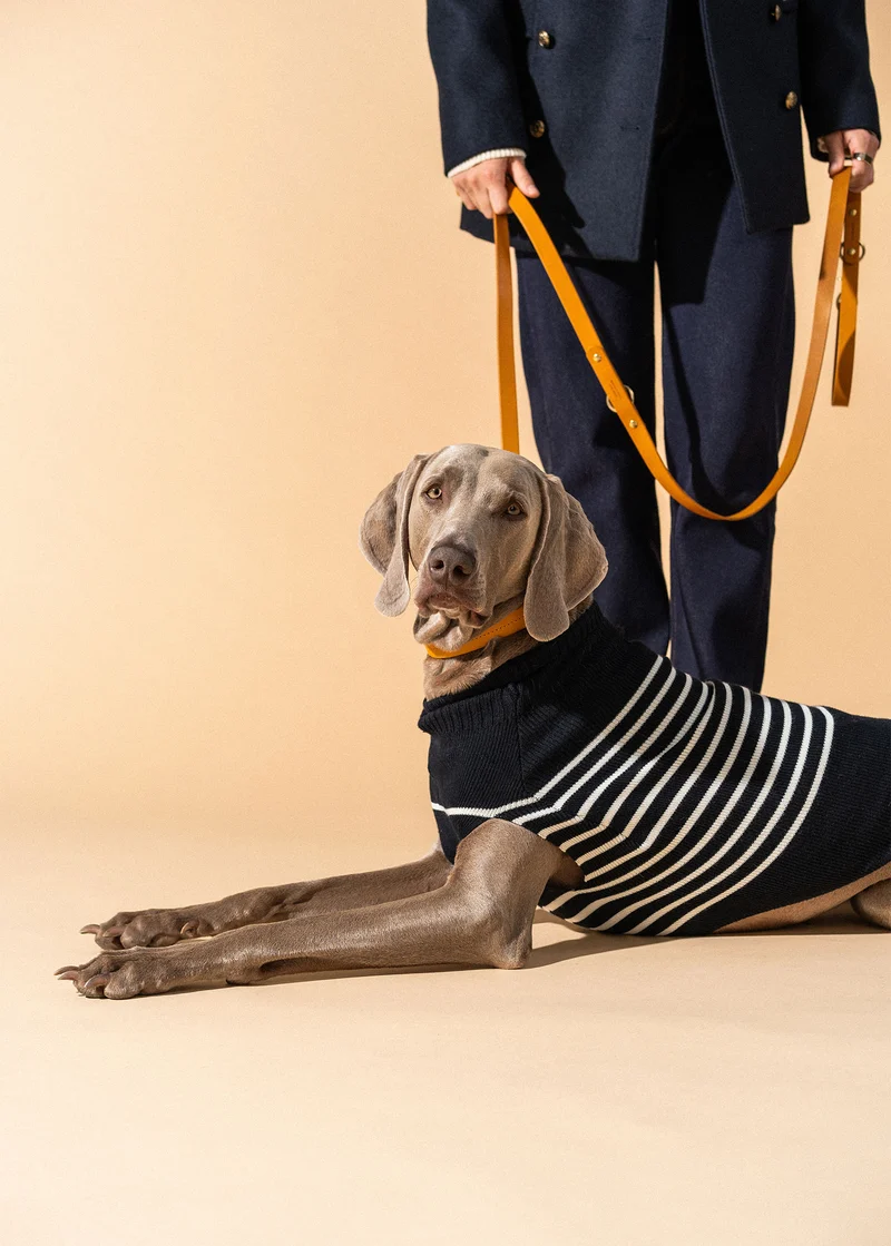 Jersey para perro Toutoupull (NAVY/ECUME)