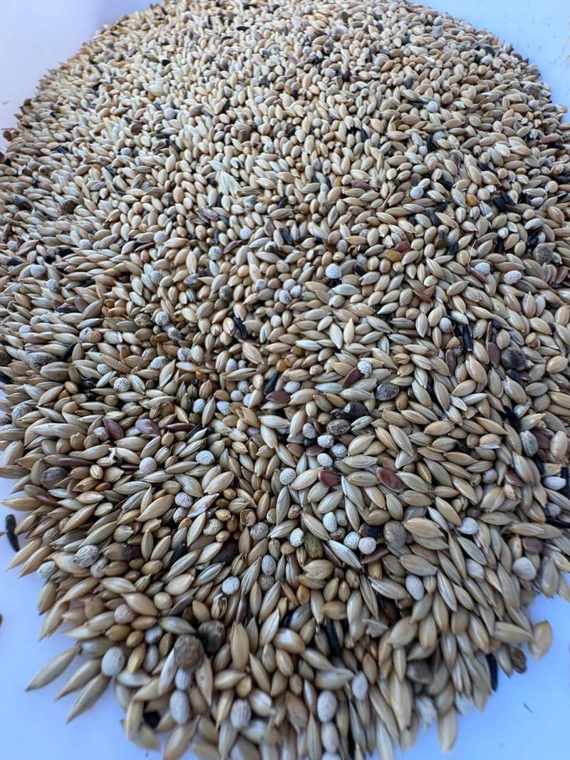 EXCELENTE Canari Sindore 1kg Semilla Especial Ornizìn