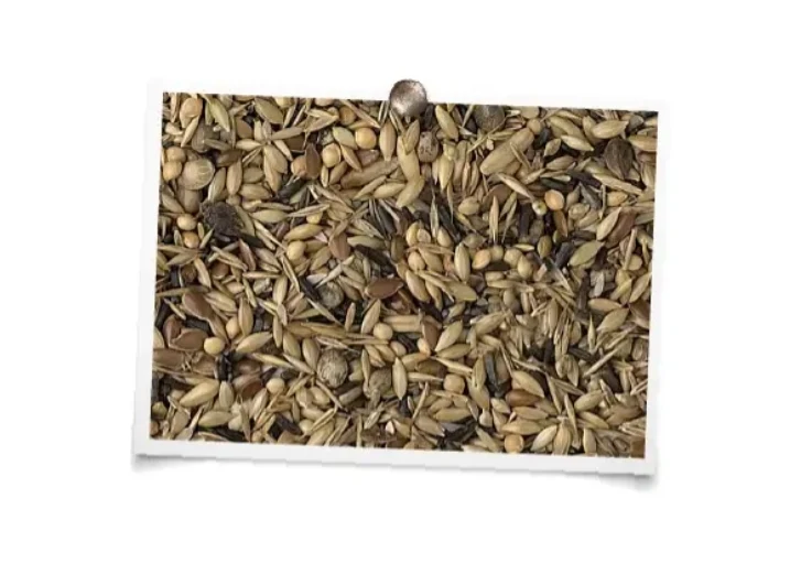King Aves Nativas Sin Colza 20kg