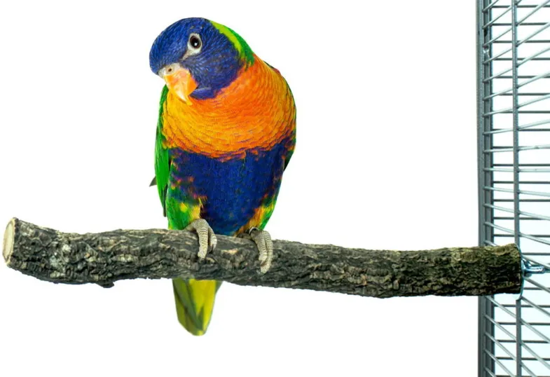 Percha de corcho M ± Ø4 - 35cm - Back Zoo Nature