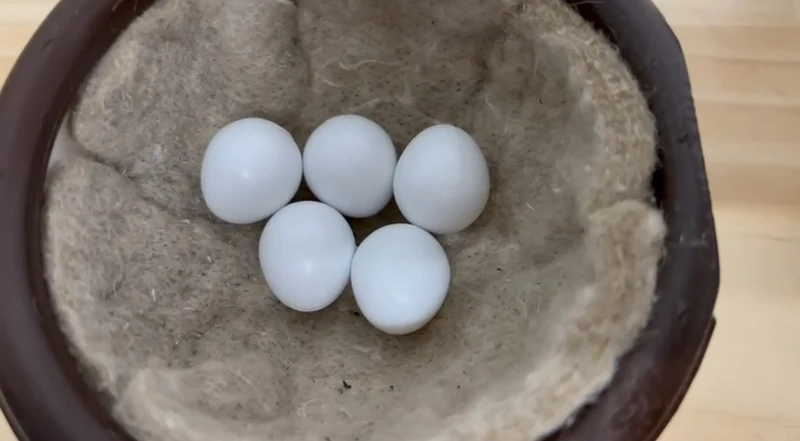 Huevos de Plástico Periquitos (24 uds) - Moldes Ave