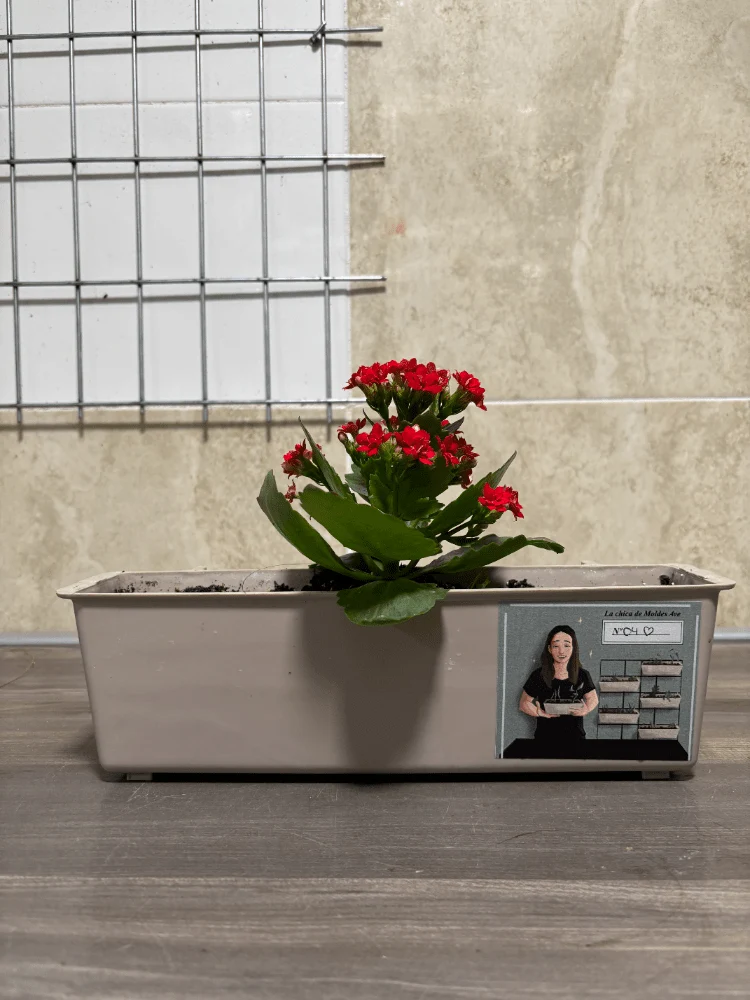 Jardinera con Kalanchoe Blossfeldiana roja - Moldes Ave