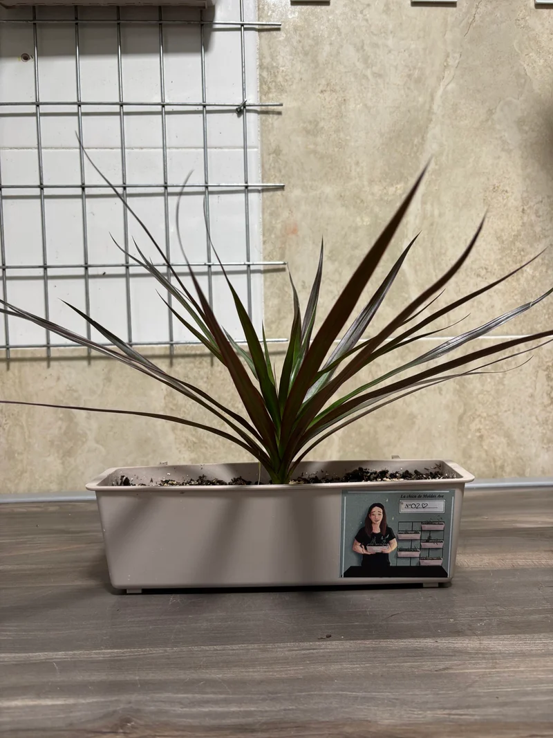 Jardinera con DRACAENA MARGINATA - Ave Moldes