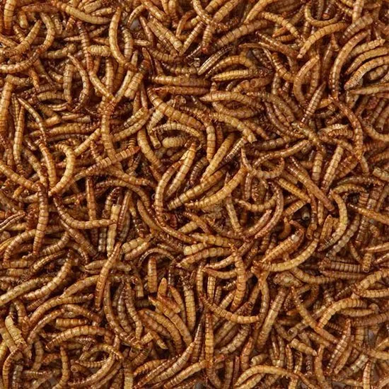 Gusanos de la harina secos bolsa 1kg