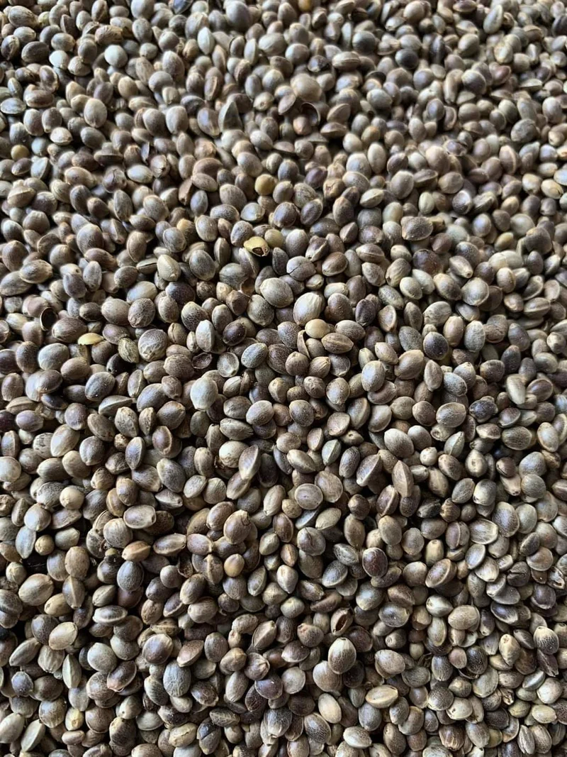 Bolsa de semillas de cáñamo 15 kg - Grizo