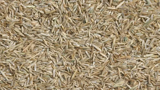 Semilla de pasto fina 1kg