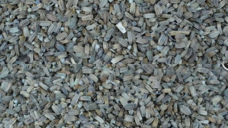 Cardencha semilla de cardo 1000 gramos