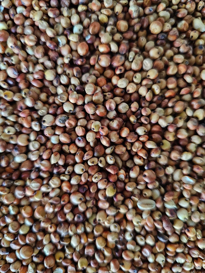 Dari rojo 1kg