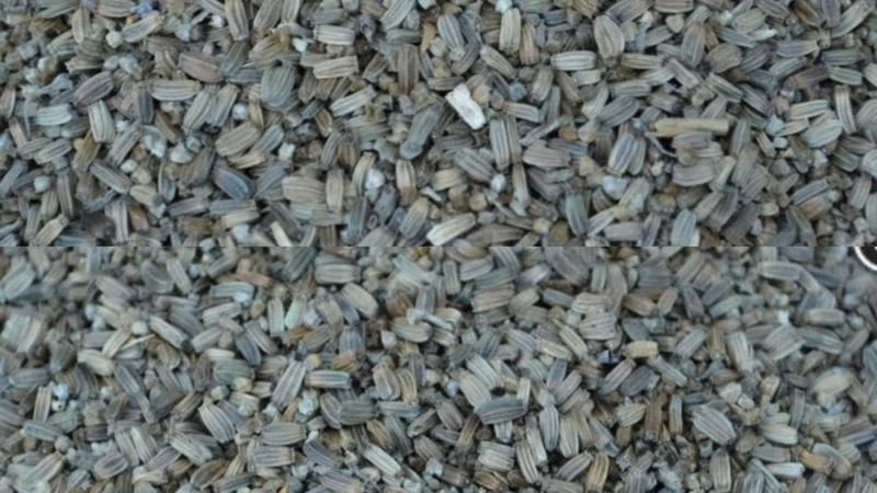 Cardencha semilla de cardo 100 gramos