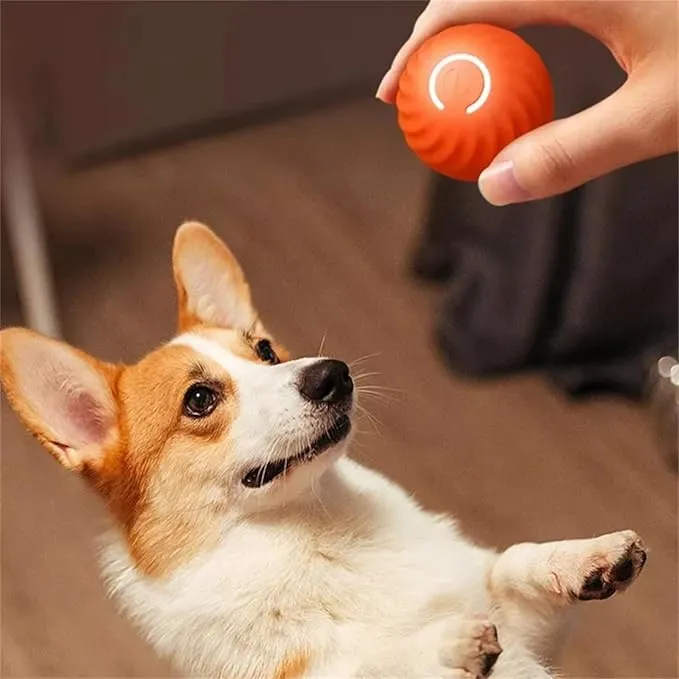 Engaging Moving Ball for Dogs – Extremely Fun and Interactive