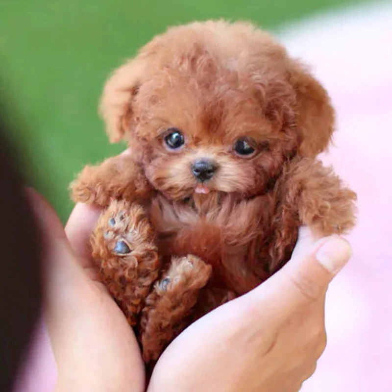 Animated Puppy Toy with Sound Effects