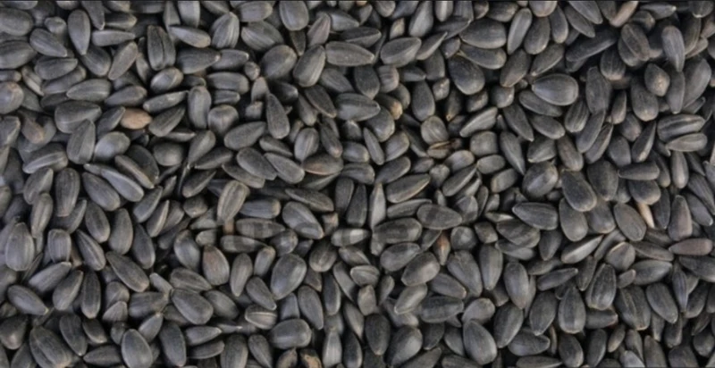Semillas Girasol Negras 15kg - Versele Laga