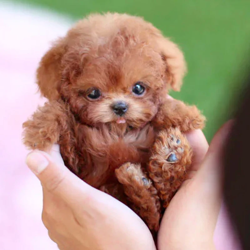 Realistic Walking Puppy – Interactive Toy with Movements and Sounds