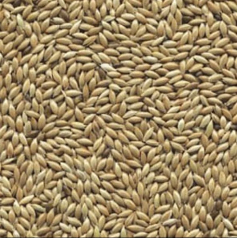Semilla blanca (semilla plana o alpiste) 5kg