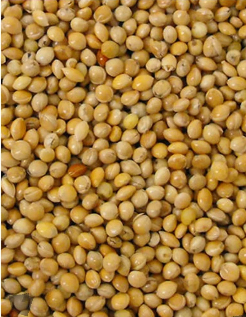 Amarillo de semilla redonda (mijo) 1kg