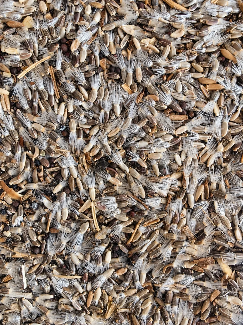 Mezcla premium de cardo pequeño y achicoria (1 kg) - Mezcla de hierbas para aves