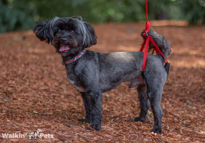 Correa para Soporte de Cadera Para Perro Walkin’ Up-n-Go Leash de Walkin' Pets