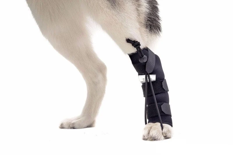 No-Knuckling Training Sock Pata Trasera de Walkin' Pets