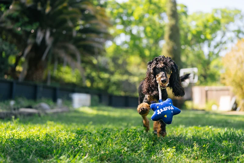 El Globo Fiesta - Juguete de Peluche para Perros Party Time™ | Pet P.L.A.Y.
