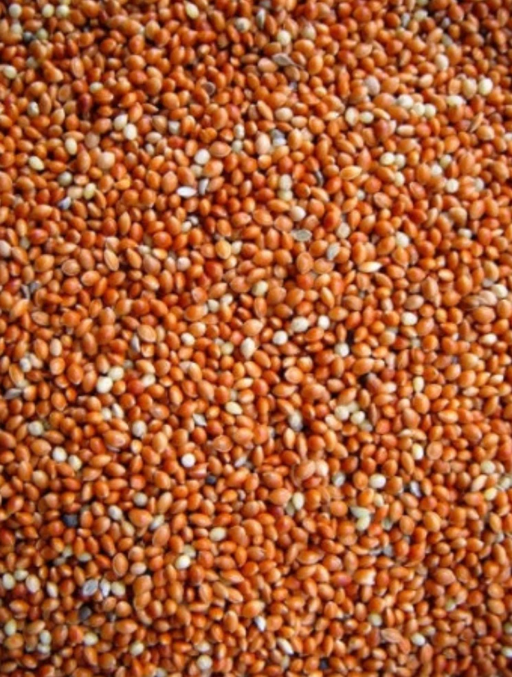 Roundseed Red (mijo) 5kg