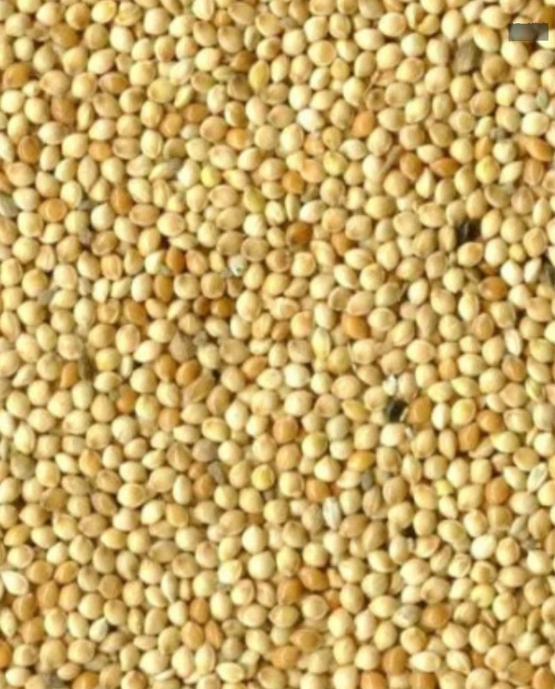 Blanco de semilla redonda (mijo) 5kg