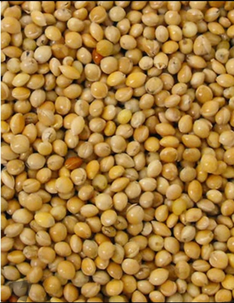 Amarillo de semilla redonda (mijo) 5kg