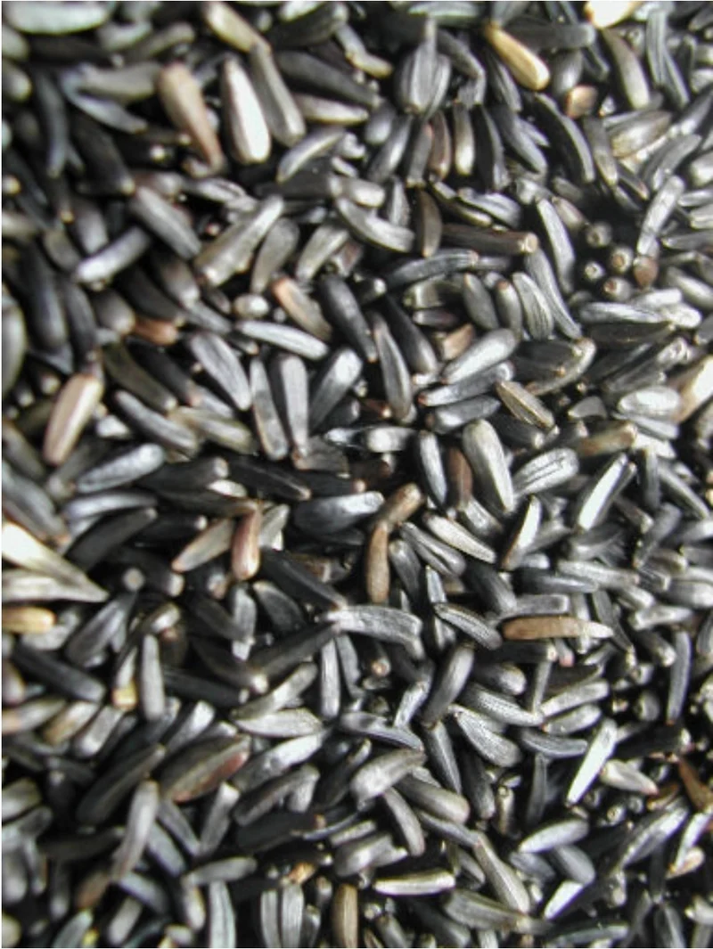 Semilla negra 5kg