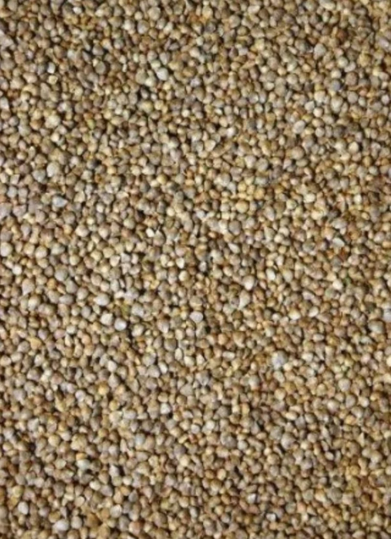 Semilla de Espinaca 1kg
