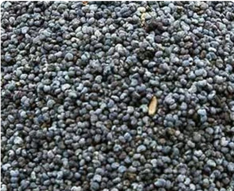 Semillas de amapola azul 800 gramos - Bird-X