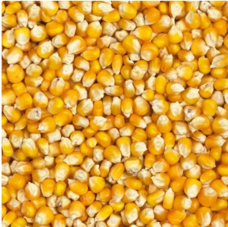 Maíz Francés 20kg Farm-X