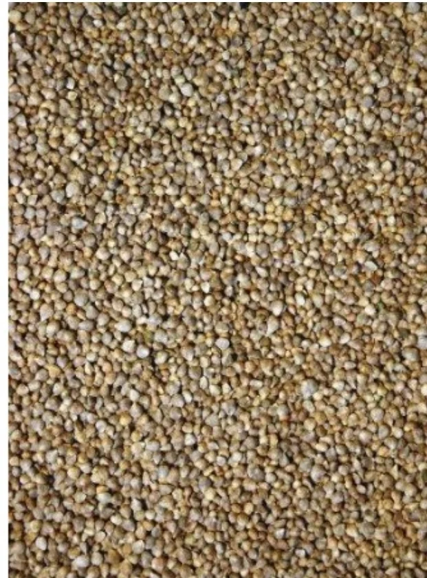 Semilla de espinaca 15kg - Grizo