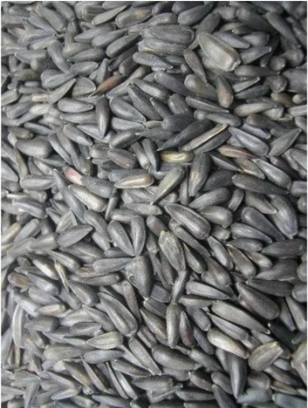 Semillas de Girasol Negras Micro 25kg - Grizo