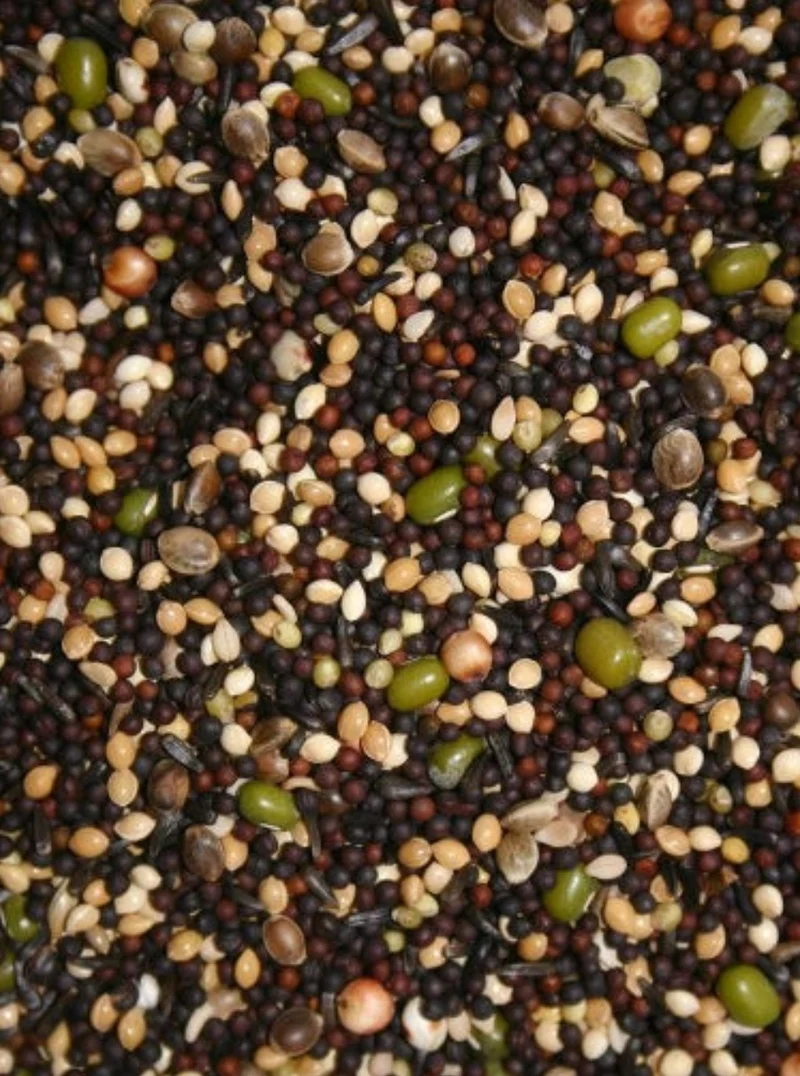 Semillas para germinar 1 kg - Canarios y pinzones - BIRD-X