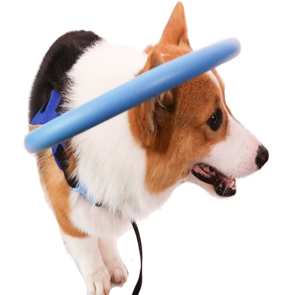 Guide to Protective Safety Collars for Blind Dogs