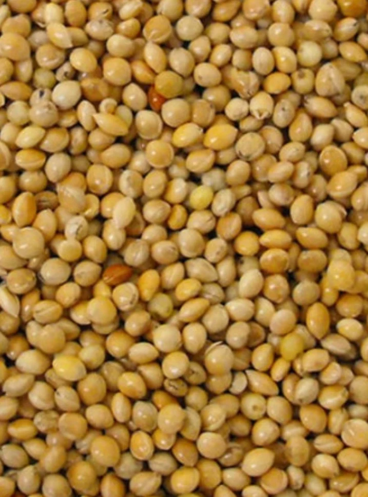 Roundseed Yellow ( mijo ) 20kg - Grizo