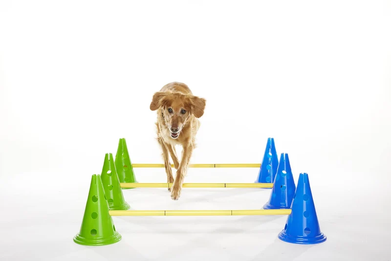 Set de Cavalettis Ajustables para Perros K9 Cavaletti Set - Azul (Blue) y Amarillo (Yellow) | FitPaws