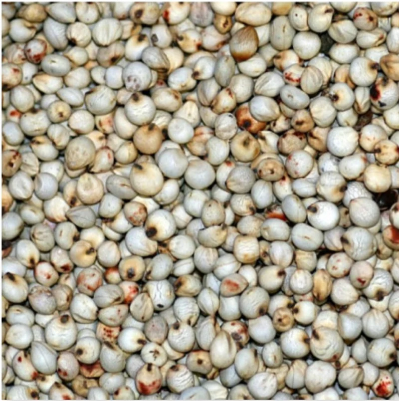 Dari Blanco 25kg - Versele Laga