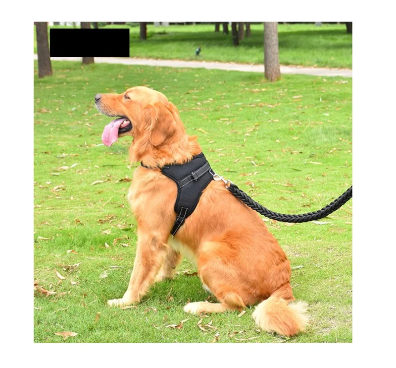 Combo Arnés Acolchado + Correa para Mascotas + Obsequio