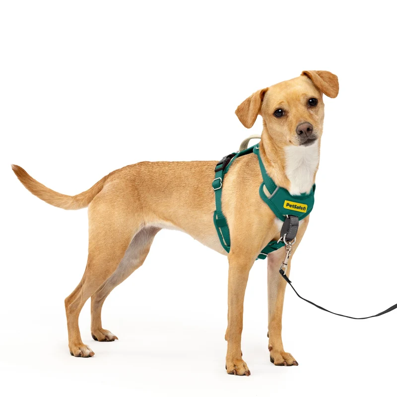 Arnés Easy Walk Comfort Antijalones para Perros - Verde (Teal Green) | PetSafe